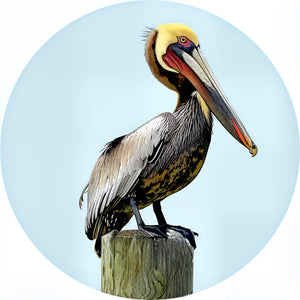 Prime Pelican